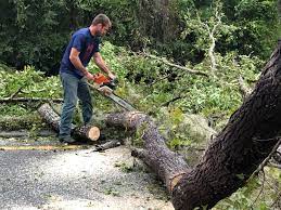 Best Arborist Consultation Services  in Haven, KS