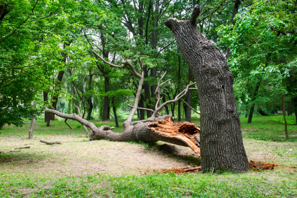 Best Root Management and Removal  in Haven, KS