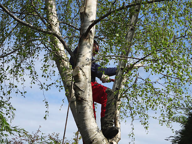 Best Tree Risk Assessment  in Haven, KS