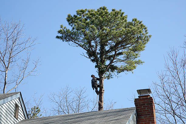 Best Tree Preservation Services  in Haven, KS