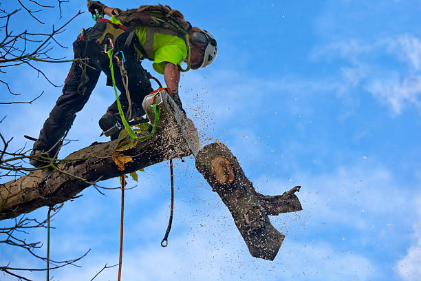 Best Tree Removal  in Haven, KS